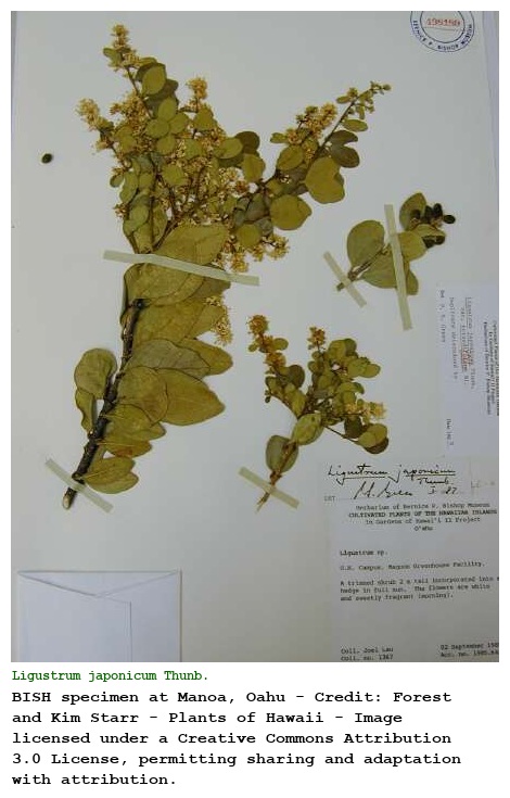 Ligustrum japonicum Thunb.